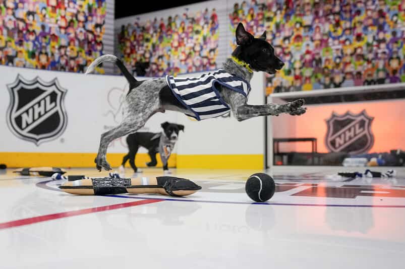 Stanley Pup Returns for Third Year, Expands NHL Team Representation